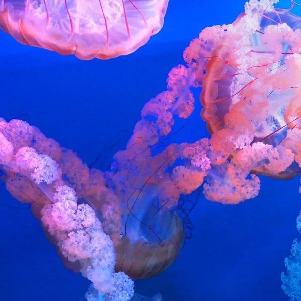 Jakarta aquarium safari new 600x600