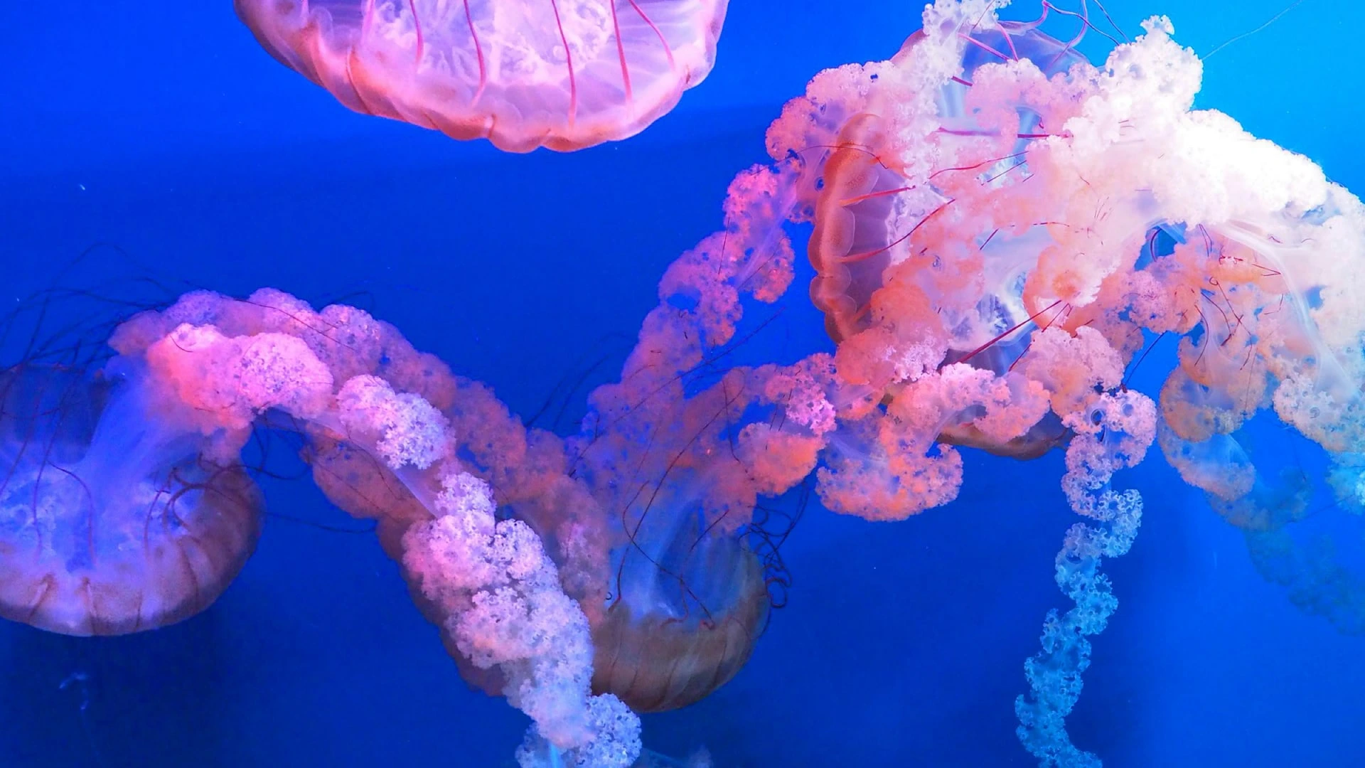 Jakarta aquarium safari new